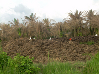 Oil palm waste